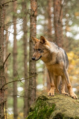 Lone wolf running in autumn forest Czech Republic