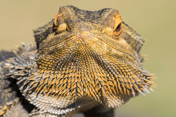 Close up of Central Bearded Dragon