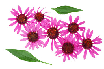 Echinacea flowers isolated on white background, top view