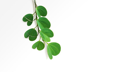 The leaves of the Apta tree, whose scientific name is Bauhinia racemosa, play a significant part during Dussehra celebration in India. Isolated branch of Apte leaves on white background.