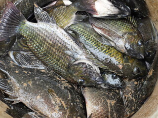 Group of Blackchin tilapia fishes in a container, Alien species of fish in Thailand