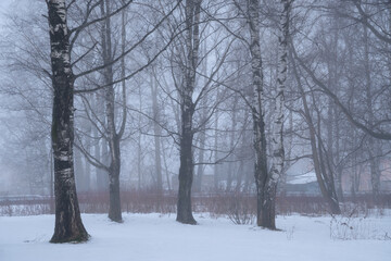 Fototapeta na wymiar foggy morning in a city Park in winter