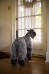 An eye level, backside view of a Kerry Blue Terrier dog looking through a front door with a sheering covering - vertical format
