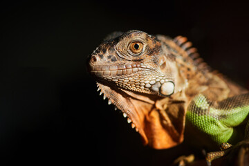  Close up macro shot of South America iguana against black background