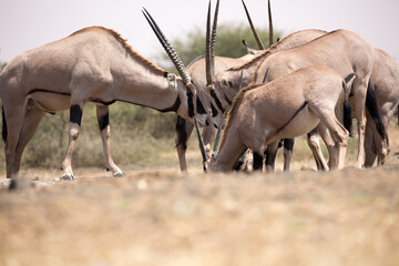 Naklejka na ściany i meble The fringe-eared oryx (Oryx beisa callotis) is a subspecies of the East African Oryx. At a waterhole in Kenya.