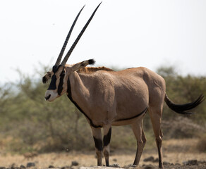 The fringe-eared oryx (Oryx beisa callotis) is a subspecies of the East African Oryx.  At a...