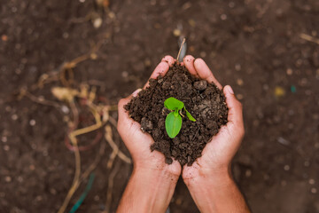 Farmer hand holding young plant with soil
