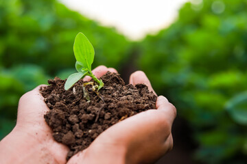 Farmer hand holding young plant with soil