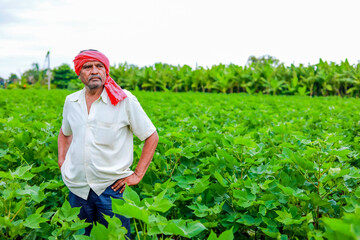 Indian farmer at cotton field