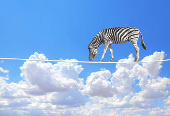 Fototapeta na wymiar Zebra walking on a rope on the blue sky background