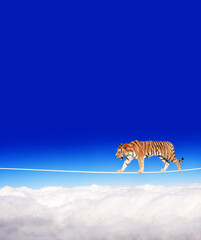 Fototapeta na wymiar Tiger walking on a rope on the blue sky background
