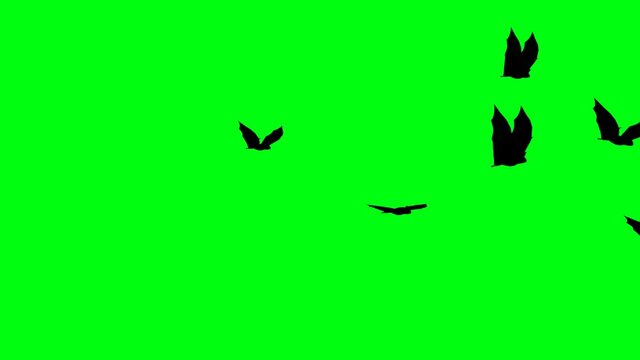 silhouettes of flitter-mouse flying on green screen chroma key, halloween elements
