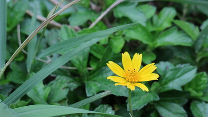 yellow flower in the garden