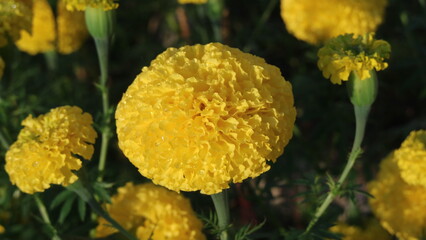 yellow flower in the forest