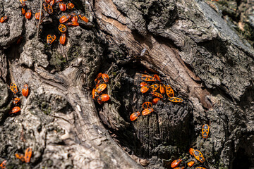 insects on the tree
