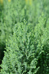 Lawsons Cypress Ellwoodii