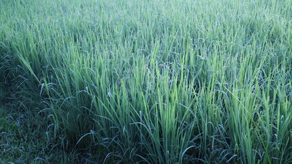 green color of paddy field