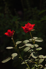 Beautiful red rose in the garden,