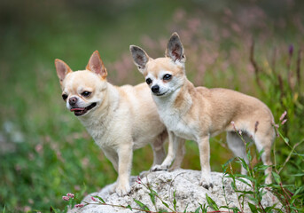 chihuahuas in nature