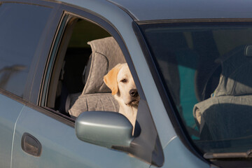Puppy of Labrador retriever, dog waiting for owner sitting in car