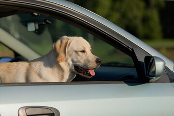 side view of dog with his tongue hanging out standing and looking away by car window.