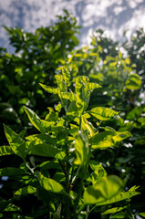 Green leaves in the sunlight