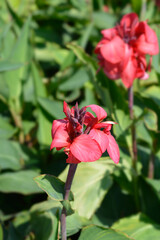 Canna lily Tropical Rose
