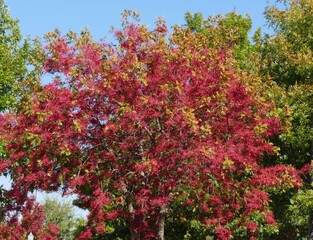 Wide shot of the beautiful colors of a tree with small berries in autumn