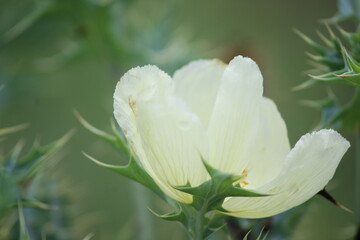 The very beautiful white petal flower. 