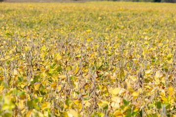Ripe soybean field