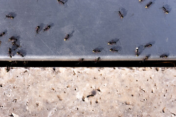 Close up macro of an ant trail transporting larvae across ground