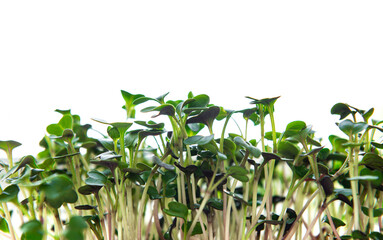 Heap of radish micro greens on white background. Healthy eating concept.
