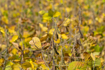 Ripe soybean field