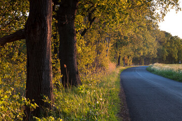Obraz premium Herbstsaison mit einer rechts abbiegenden Asphaltstraße