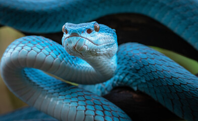 Blue Viper Snake