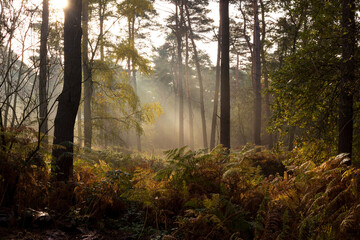 Die Sonnenstrahlen, die auf die Herbstfarne im Wald fallen