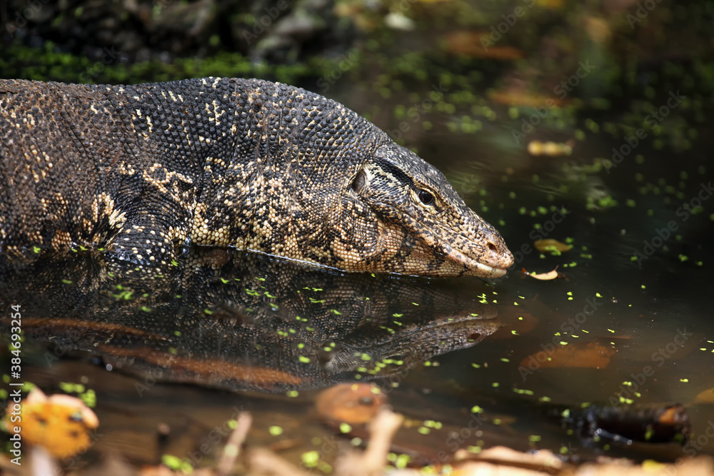 Wall mural The water monitor (Varanus salvator) portrait in the water.Portrait of a large Asian monitor lizard in the dark jungle.