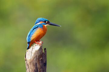 The common kingfisher (Alcedo atthis) also known as the Eurasian kingfisher, and river kingfisher sitting on the stake with green background. Blue kingfisher on a green background.