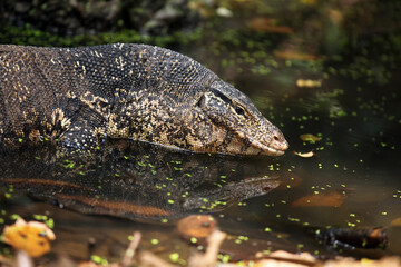 The water monitor (Varanus salvator) portrait in the water.Portrait of a large Asian monitor lizard in the dark jungle.