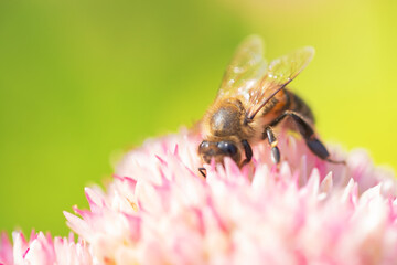 Honey bees collect pollen Spiraea flower. Macro shot.
