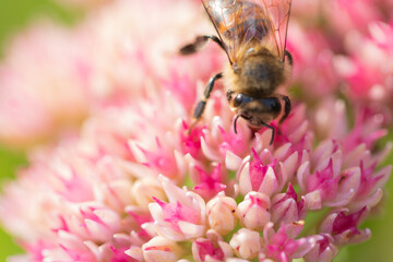 Honey bees collect pollen Spiraea flower. Macro shot.
