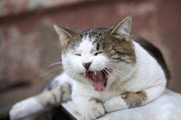 A cat lies on a bench and yawns in the street.