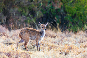 female of rare Menelik bushbuck, Tragelaphus scriptus meneliki, in Simien mountains, Ethiopia, Africa wilderness