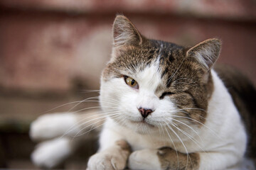 Portrait of a cute cat lying on a bench.