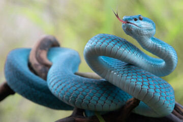 Blue Viper Snake