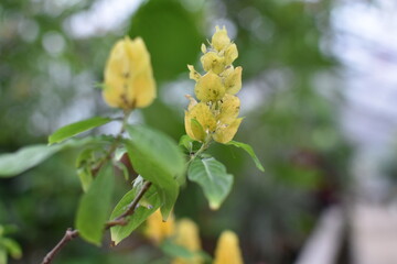 黄色いキンランの花