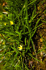 Water star grass yellow colored flowers in focus or grass leaf mud plantain