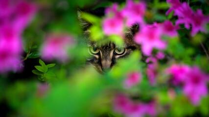 Kot w krzakach © Marek