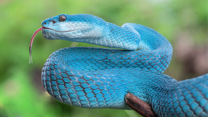 Blue Viper Snake