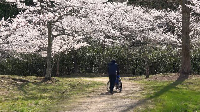 桜花見をする高齢者 車椅子 4K